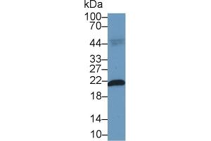 Western Blotting (WB) image for anti-Ferritin, Heavy Polypeptide 1 (FTH1) antibody (ABIN7437164)
