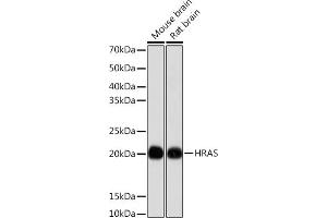 Western blot analysis of extracts of various cell lines, using HRAS antibody (ABIN7267785) at 1:1000 dilution. (HRAS 抗体)