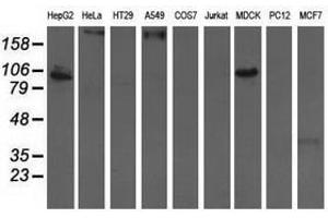 Image no. 3 for anti-Aldehyde Dehydrogenase 1 Family, Member L1 (ALDH1L1) antibody (ABIN1496585) (ALDH1L1 抗体)