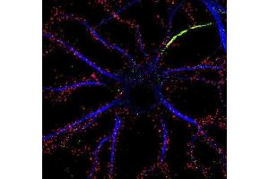 Immunofluorescence staining of cultured rat hippocampal neurons with N18/30 (red), K13/31 (Kv1. (DLG2 抗体  (AA 1-852))