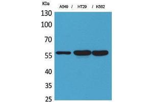 Western Blotting (WB) image for anti-Protein Disulfide Isomerase Family A, Member 3 (PDIA3) (Internal Region) antibody (ABIN3187755) (PDIA3 抗体  (Internal Region))