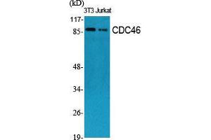 Western Blot (WB) analysis of specific cells using CDC46 Polyclonal Antibody. (MCM5 抗体  (N-Term))