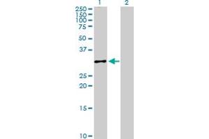 Western Blot analysis of CASP3 expression in transfected 293T cell line by CASP3 MaxPab polyclonal antibody. (Caspase 3 抗体  (AA 1-277))