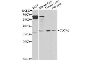 Western blot analysis of extracts of various cell lines, using CDCA8 antibody (ABIN6290179) at 1:1000 dilution. (CDCA8 抗体)