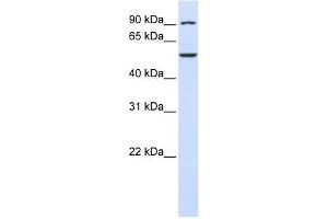 WDR34 antibody used at 1 ug/ml to detect target protein.