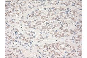 Image no. 1 for anti-SRY (Sex Determining Region Y)-Box 17 (SOX17) (AA 177-414) antibody (ABIN1491032) (SOX17 抗体  (AA 177-414))