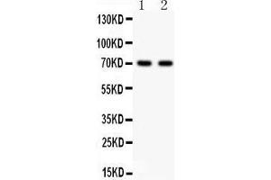 Anti- SHBG Picoband antibody, Western blotting All lanes: Anti SHBG  at 0. (SHBG 抗体  (AA 30-210))