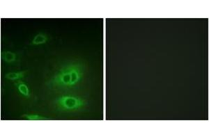 Immunofluorescence (IF) image for anti-Sodium Potassium ATPase, alpha1 (ATP1A1) (AA 15-64) antibody (ABIN2888908) (ATP1A1 抗体  (AA 15-64))