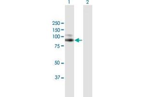 Western Blot analysis of VCAM1 expression in transfected 293T cell line by VCAM1 MaxPab polyclonal antibody. (VCAM1 抗体  (AA 1-739))