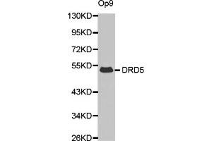 Western blot analysis of extracts of Op9 cells, using DRD5 antibody (ABIN6290300). (DRD5 抗体)