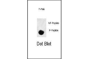 Dot blot analysis of anti-hSD3- Phospho-specific Pab (ABIN389656 and ABIN2850451) on nitrocellulose membrane. (SMAD3 抗体  (pSer208))