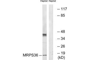 Western blot analysis of extracts from HepG2 cells, using MRPS36 antibody. (MRPS36 抗体  (N-Term))