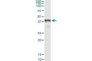 Immunoprecipitation of GRAP2 transfected lysate using anti-GRAP2 MaxPab rabbit polyclonal antibody and Protein A Magnetic Bead , and immunoblotted with GRAP2 purified MaxPab mouse polyclonal antibody (B02P) . (GRAP2 抗体  (AA 1-330))
