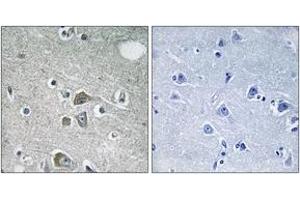 Immunohistochemistry analysis of paraffin-embedded human brain tissue, using FBLN2 Antibody. (FBLN2 抗体  (AA 241-290))