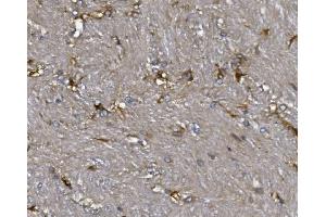 IHC analysis of ALDH1L1 using anti-ALDH1L1 antibody (ABIN7601093). (ALDH1L1 抗体  (AA 282-424))