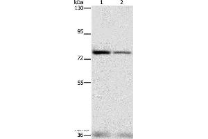 Western blot analysis of HepG2 and hela cell, using NFE2L1 Polyclonal Antibody at dilution of 1:280
