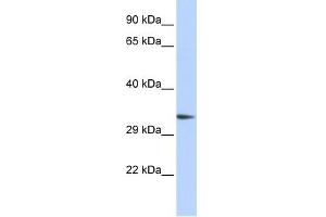 PACRG antibody used at 1 ug/ml to detect target protein.