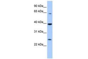 Image no. 1 for anti-Cytosolic Iron-Sulfur Protein Assembly 1 (CIAO1) (AA 144-193) antibody (ABIN6740381) (CIAO1 抗体  (AA 144-193))