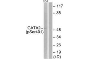 Western blot analysis of extracts from COS7 cells treated with TNF 20ng/ml 5', using GATA2 (Phospho-Ser401) Antibody. (GATA2 抗体  (pSer401))