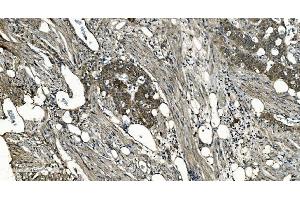IHC analysis of GNG7 using anti-GNG7 antibody (ABIN7600508). (GNG7 抗体  (AA 2-57))