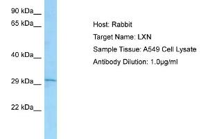 Host: RabbitTarget Name: LXNAntibody Dilution: 1. (Latexin 抗体  (C-Term))