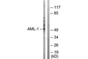 Western blot analysis of extracts from Jurkat cells, using AML1 (Ab-303) Antibody. (RUNX1 抗体  (AA 269-318))