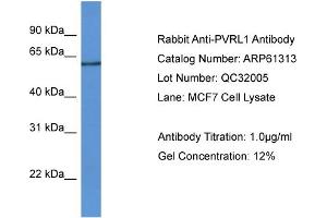 Western Blotting (WB) image for anti-Poliovirus Receptor-Related 1 (Herpesvirus Entry Mediator C) (PVRL1) (N-Term) antibody (ABIN2788762) (PVRL1 抗体  (N-Term))