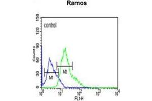C19orf18 Antibody (Center) flow cytometric analysis of Ramos cells (right histogram) compared to a negative control cell (left histogram). (C19orf18 抗体  (Middle Region))