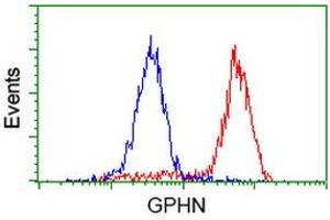 Image no. 3 for anti-Gephyrin (GPHN) antibody (ABIN1498431) (Gephyrin 抗体)