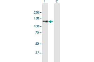 Western Blot analysis of PREX2 expression in transfected 293T cell line by PREX2 MaxPab polyclonal antibody. (PREX2 抗体  (AA 1-979))