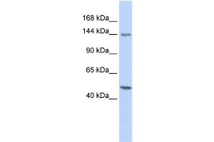 WB Suggested Anti-FLII Antibody Titration: 0. (FLII 抗体  (Middle Region))