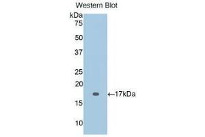 Western Blotting (WB) image for Interleukin 2 (IL2) ELISA Kit (ABIN6574106)
