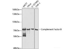 Western blot analysis of extracts of various cell lines using Complement Factor B Polyclonal Antibody at dilution of 1:1000. (Complement Factor B 抗体)