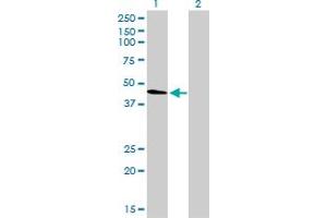 Western Blotting (WB) image for anti-Tubulin, alpha 4a (TUBA4A) (AA 1-448) antibody (ABIN948599)