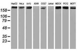 Image no. 4 for anti-Ubiquitin Specific Peptidase 9, X-Linked (USP9X) (AA 2246-2570) antibody (ABIN1491228)