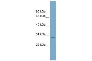 C1ORF96 antibody used at 1 ug/ml to detect target protein.