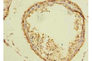 Immunohistochemistry of paraffin-embedded human testis tissue using ABIN7171826 at dilution of 1:100 (Twisted Gastrulation BMP Signaling Modulator 1a (TWSG1A) (AA 1-200) 抗体)