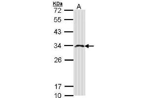 WB Image Sample (30 ug of whole cell lysate) A: Molt-4 , 12% SDS PAGE antibody diluted at 1:500 (IMPA2 抗体)
