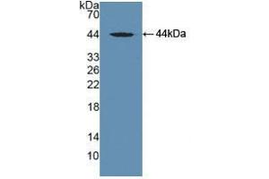 Western blot analysis of recombinant Mouse MAPt. (MAPT 抗体  (AA 92-400))