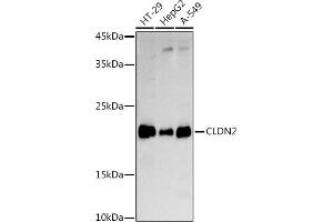 Western blot analysis of extracts of various cell lines, using CLDN2 antibody (ABIN6127702, ABIN6138683, ABIN6138686 and ABIN6218321) at 1:1000 dilution. (Claudin 2 抗体  (AA 30-230))