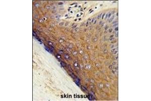 Formalin-fixed and paraffin-embedded human skin tissue reacted with PSMD7 Antibody (N-term), which was peroxidase-conjugated to the secondary antibody, followed by DAB staining. (PSMD7 抗体  (N-Term))