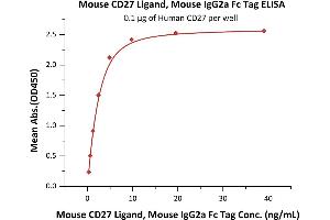 Immobilized Human CD27 (ABIN5955005,ABIN6253520) at 1 μg/mL (100 μL/well) can bind Mouse CD27 Ligand, Mouse IgG2a Fc Tag, low endotoxin (ABIN5954993,ABIN6253617) with a linear range of 0.
