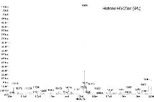 Mass Spectrometry (MS) image for Histone 3 (H3) (H3K23ac) protein (ABIN2669543) (Histone 3 Protein (H3) (H3K23ac))