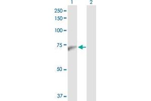 Western Blot analysis of PWP1 expression in transfected 293T cell line by PWP1 MaxPab polyclonal antibody. (PWP1 抗体  (AA 1-501))