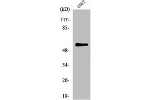 Western Blot analysis of COS7 cells using NIPA Polyclonal Antibody (ZC3HC1 抗体)