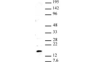Pht1 / H2AZ pAb tested by Western blot. (Histone H2A Variant H2A.Z, Pht1 (PHT1) (C-Term) 抗体)