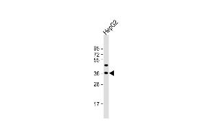 Anti-FSTL3 Antibody (C-term) at 1:2000 dilution + HepG2 whole cell lysate Lysates/proteins at 20 μg per lane. (FSTL3 抗体  (C-Term))