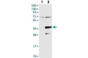 Western blot analysis of Lane 1: Negative control (vector only transfected HEK293T lysate), Lane 2: Over-expression Lysate (Co-expressed with a C-terminal myc-DDK tag (~3. (PPAPDC2 抗体)