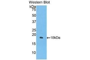 Detection of Recombinant IFNg, Cavia using Polyclonal Antibody to Interferon Gamma (IFNg) (Interferon gamma 抗体  (AA 24-166))