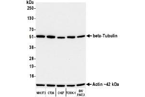 anti-Tubulin, beta (TUBB) (AA 1-50) antibody